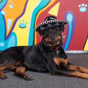 Fundraising Page: Anita Quillen